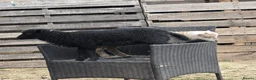 Sheep livestock for sale: Registered Pedigree Ouessant ewes, wethers, lambs - Advert 4