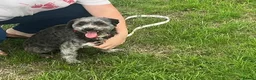 Mixed Breed dogs for sale: Two girls needs a new home  in Telford - Advert 7