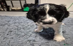 English Springer Spaniel dogs for sale: male springer  - Image 4