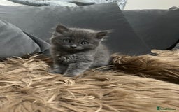 Scottish Fold cats for sale: Beautiful Scottish fold🧸🌹 - Image 14