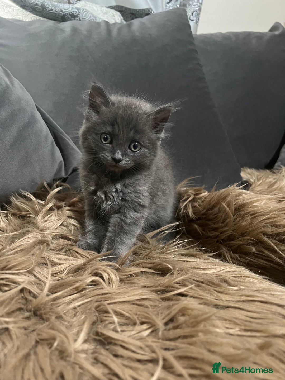 Scottish Fold cats for sale: Beautiful Scottish fold🧸🌹 - Image 14