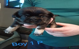 Mixed Breed dogs for sale: Pug x Shih Tzu Pug zu shih pug puppies - Image 8