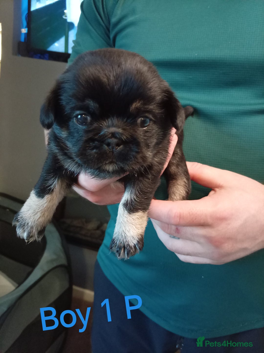 Mixed Breed dogs for sale: Pug x Shih Tzu Pug zu shih pug puppies - Image 8