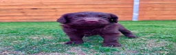 Labradoodle dogs for sale: Labradoodle Babies 🐾🐾🐾 - Advert 11