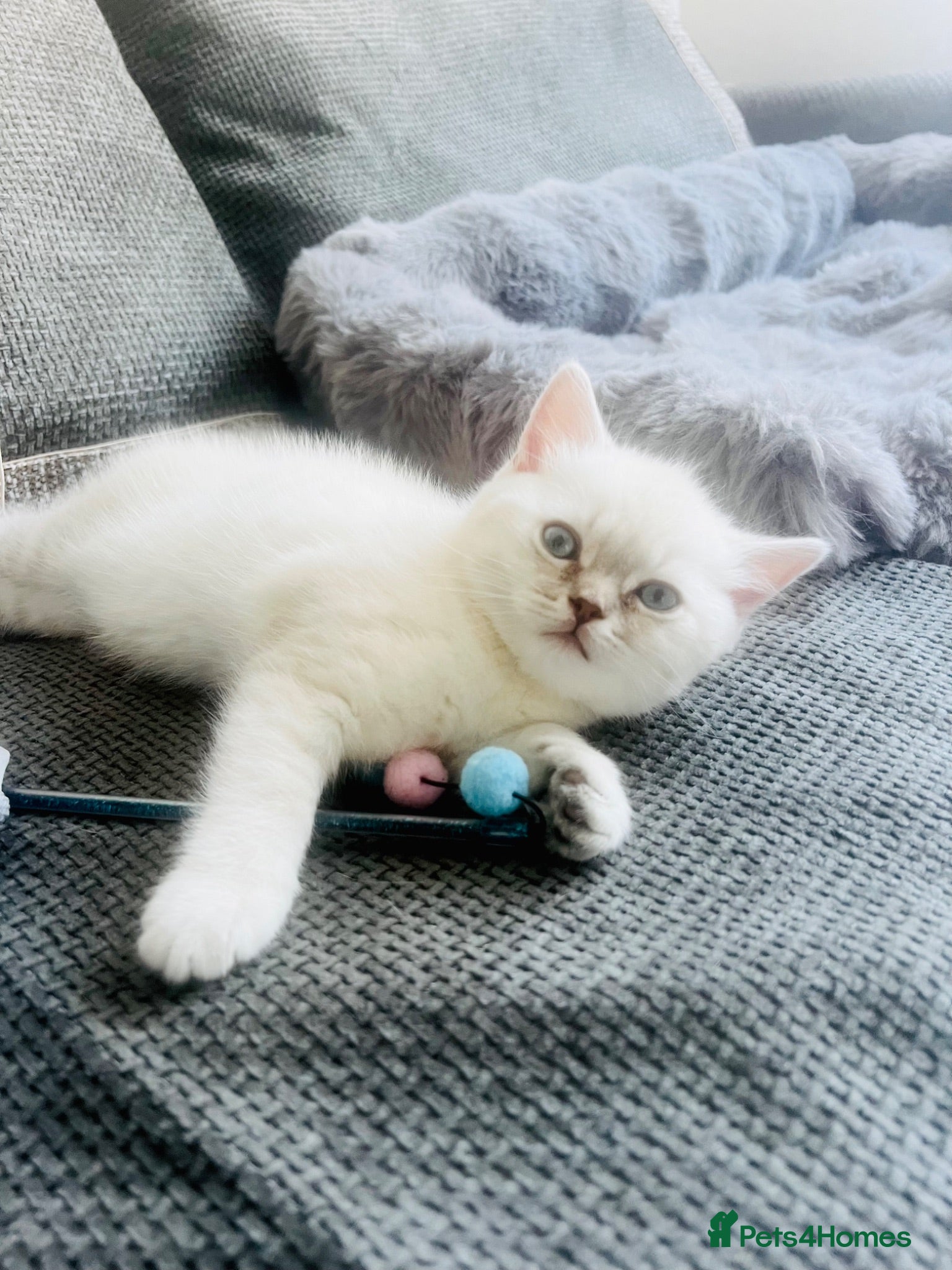 Scottish Fold cats Scottish fold and straight kittens - Advert 7