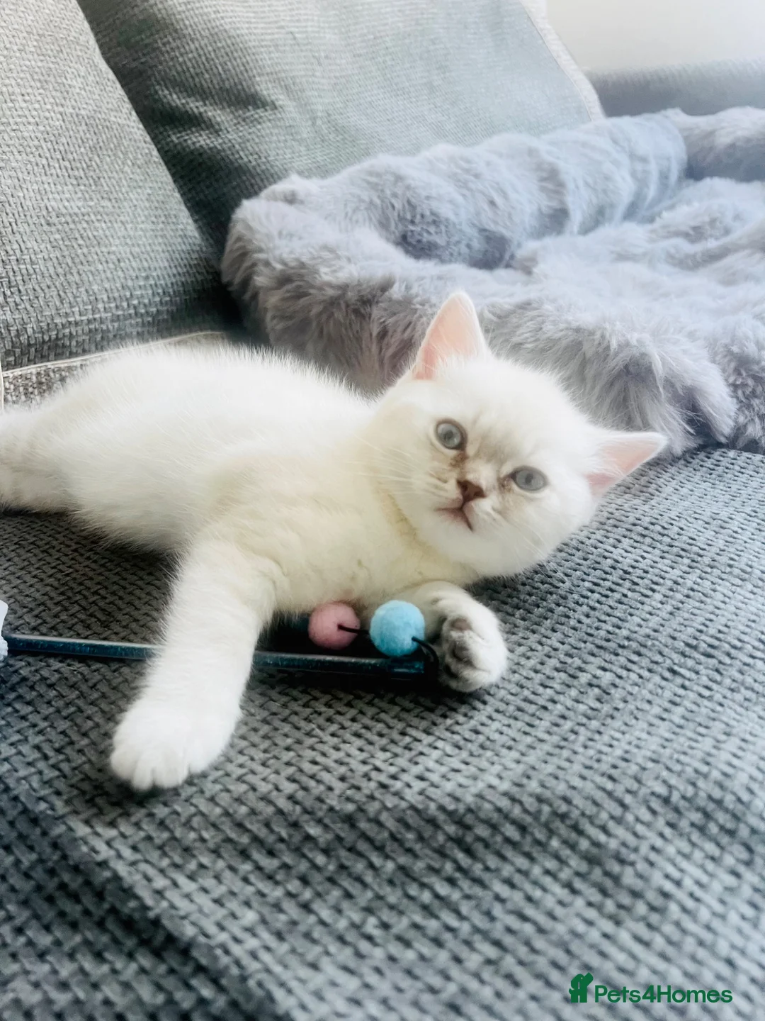 Scottish Fold cats for sale: Scottish fold and straight kittens - Advert 1