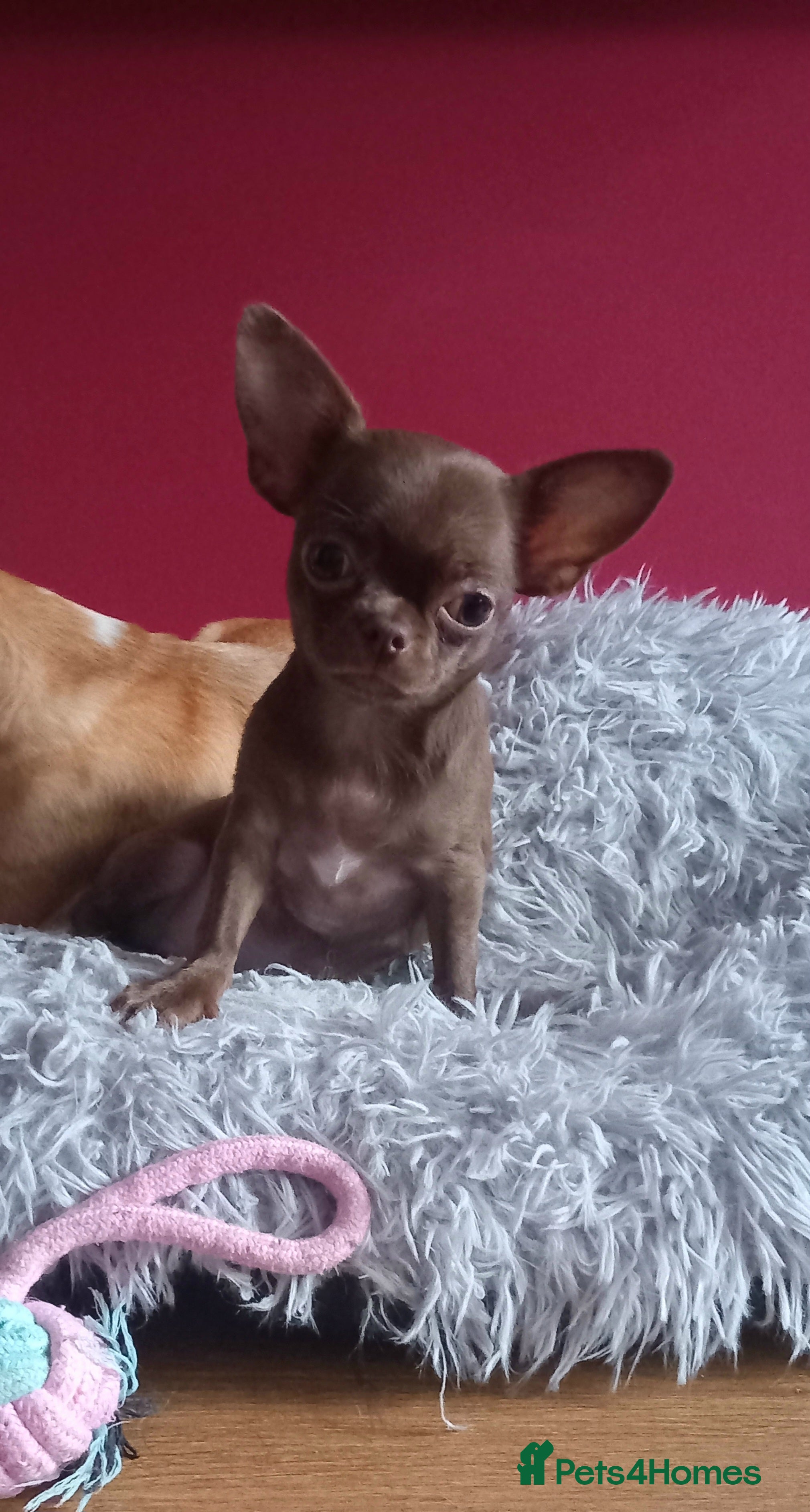 Chihuahua dogs ❤️‍🔥 Smoot-coat girl£1100,Long coat boy£1600❤️‍🔥 - Advert 7