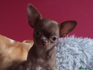Chihuahua dogs ❤️🔥 Smoot-coat girl£1100,Long coat boy£1600❤️🔥 - Advert 7