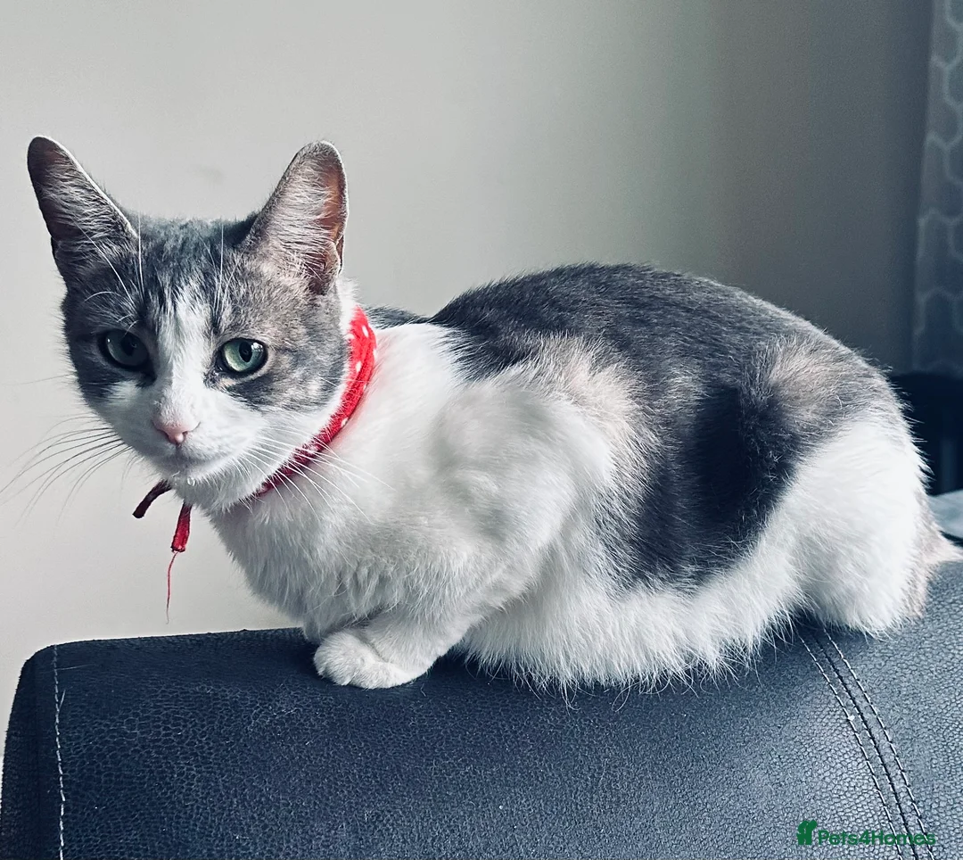 Mixed Breed cats for sale: Reserved  - Advert 4