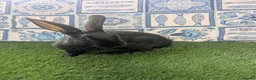 English rabbits for sale: Hand reared baby English rabbits - ready soon! - Advert 8