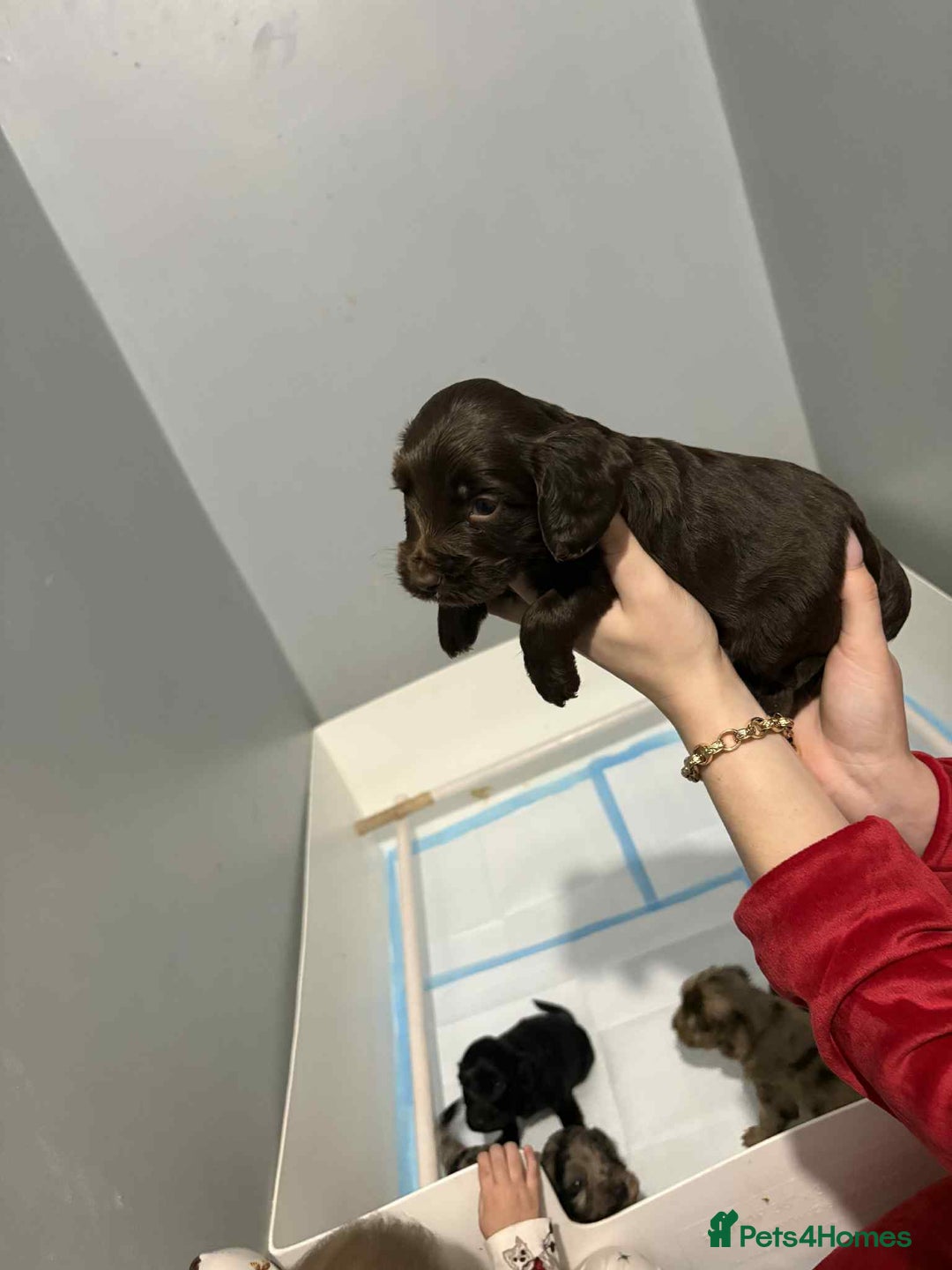 Cockapoo dogs for sale: 4 boy cockapoo puppies  - Advert 2