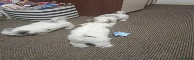 Bichon Frise 3