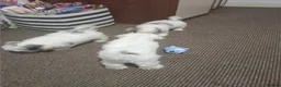 Bichon Frise dogs for sale: for sale  - Advert 5