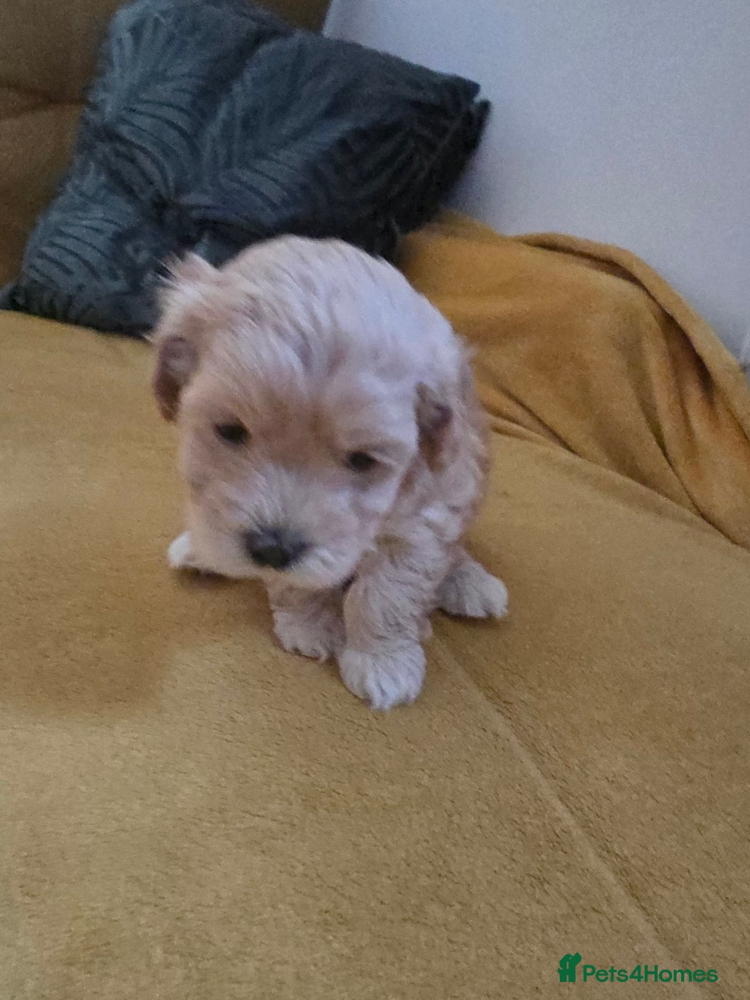 Maltipoo dogs for sale: F1 Maltipoo for sale  - Advert 8
