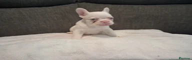 French Bulldog Puppy 1