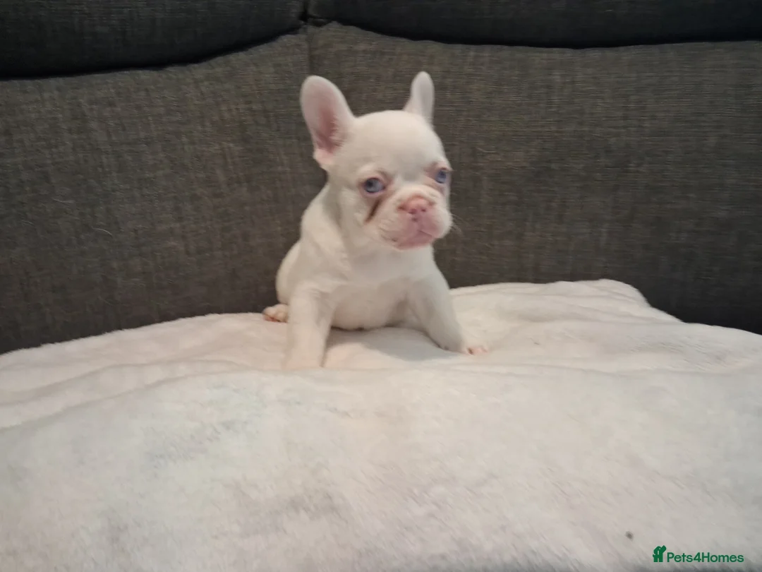 French Bulldog dogs for sale: Frenchie pups in Tilbury - Advert 6