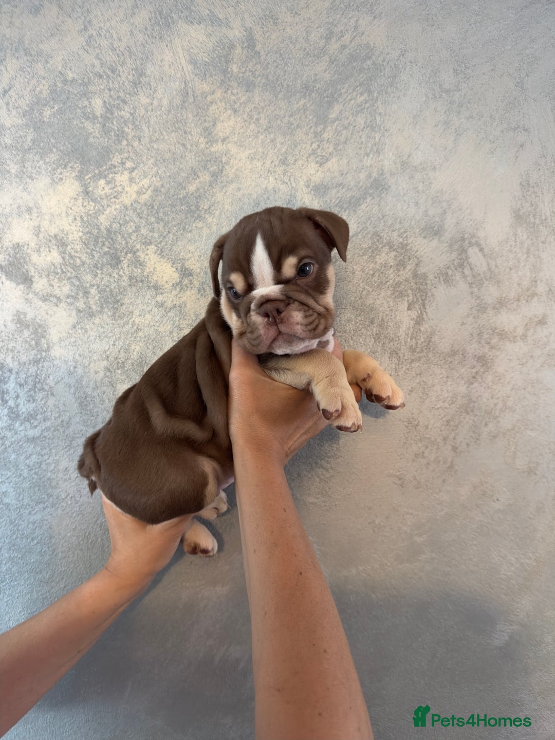 English Bulldog dogs for sale: **REDUCED **READY TO LEAVE CHUNKY ENGLISH BULLDOG - Image 34