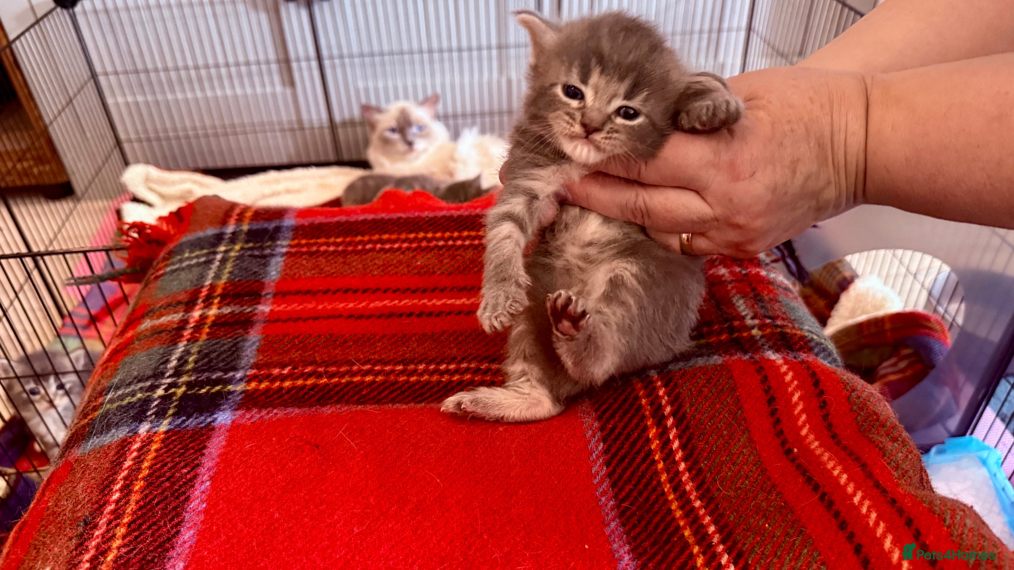 Ragcoon cats for sale: Gorgeous, fluffy litter of 6 RagCoon Kittens - Advert 20