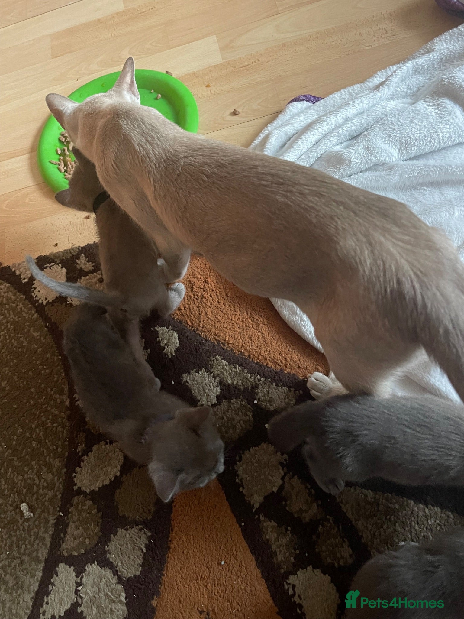 Burmese cats My little Blue darlings. G c c f  - Advert 5
