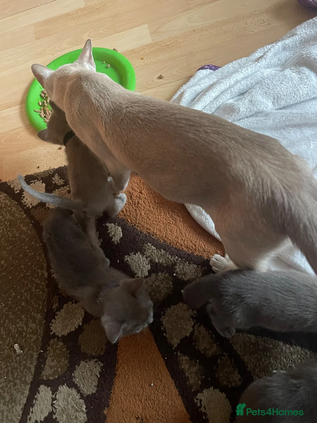 Burmese cats for sale: My little Blue darlings. G c c f  - Advert 1