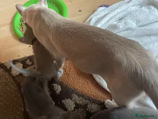 Burmese cats My little Blue darlings. G c c f - Advert 5
