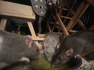 Rat rodents 3 female rats and cage - Advert 13