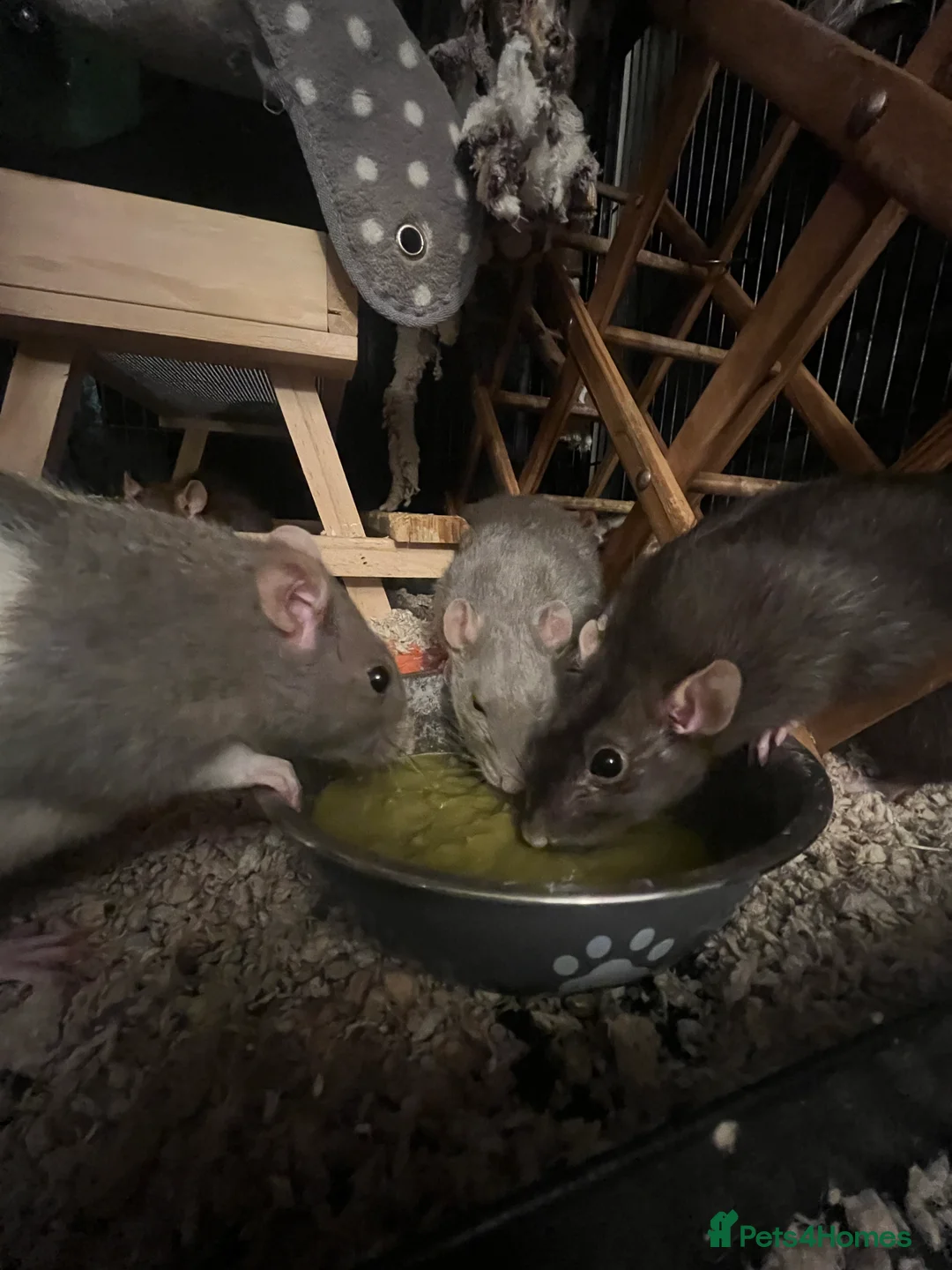 Rat rodents for sale: 3 female rats and cage - Advert 1