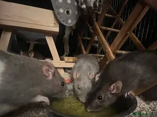 Rat rodents 3 female rats and cage - Advert 12