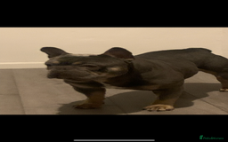 French Bulldog dogs for stud: French bulldog STUD - Image 1