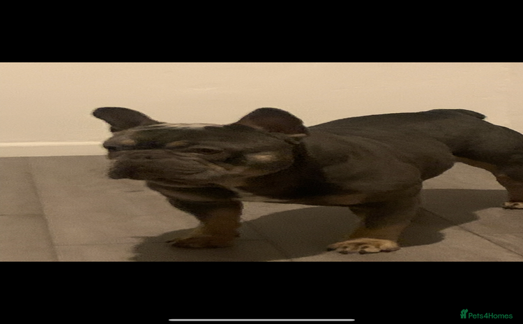 French Bulldog dogs - Advert 4