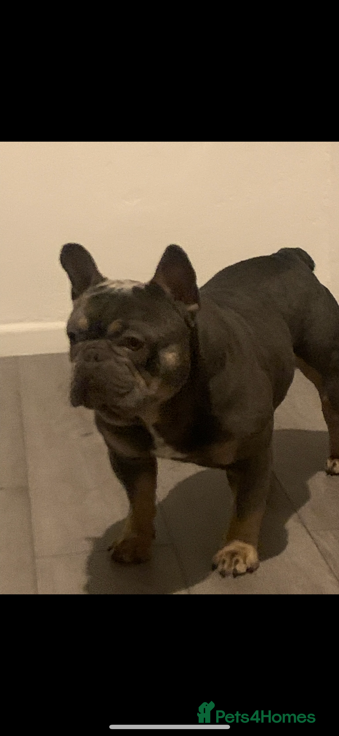 French Bulldog dogs for stud: French bulldog STUD - Image 1