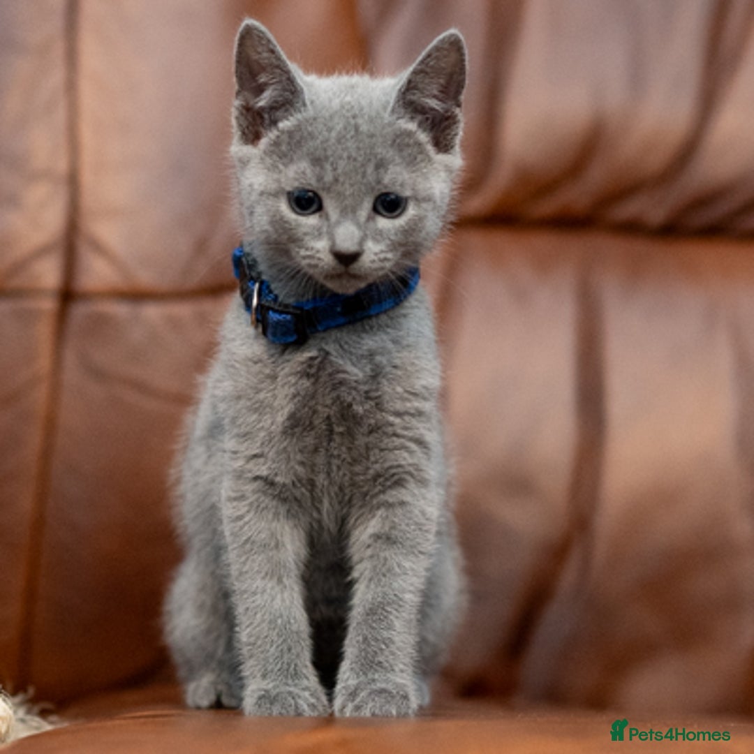 Russian Blue cats for sale: Adorable Russian Blue Kittens TICA  - Image 12