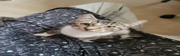 Domestic Shorthair cats for adoption: Mermaid - Advert 3