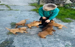 Labradoodle dogs for sale: Beautiful Labradoodle puppies for sale - Image 10