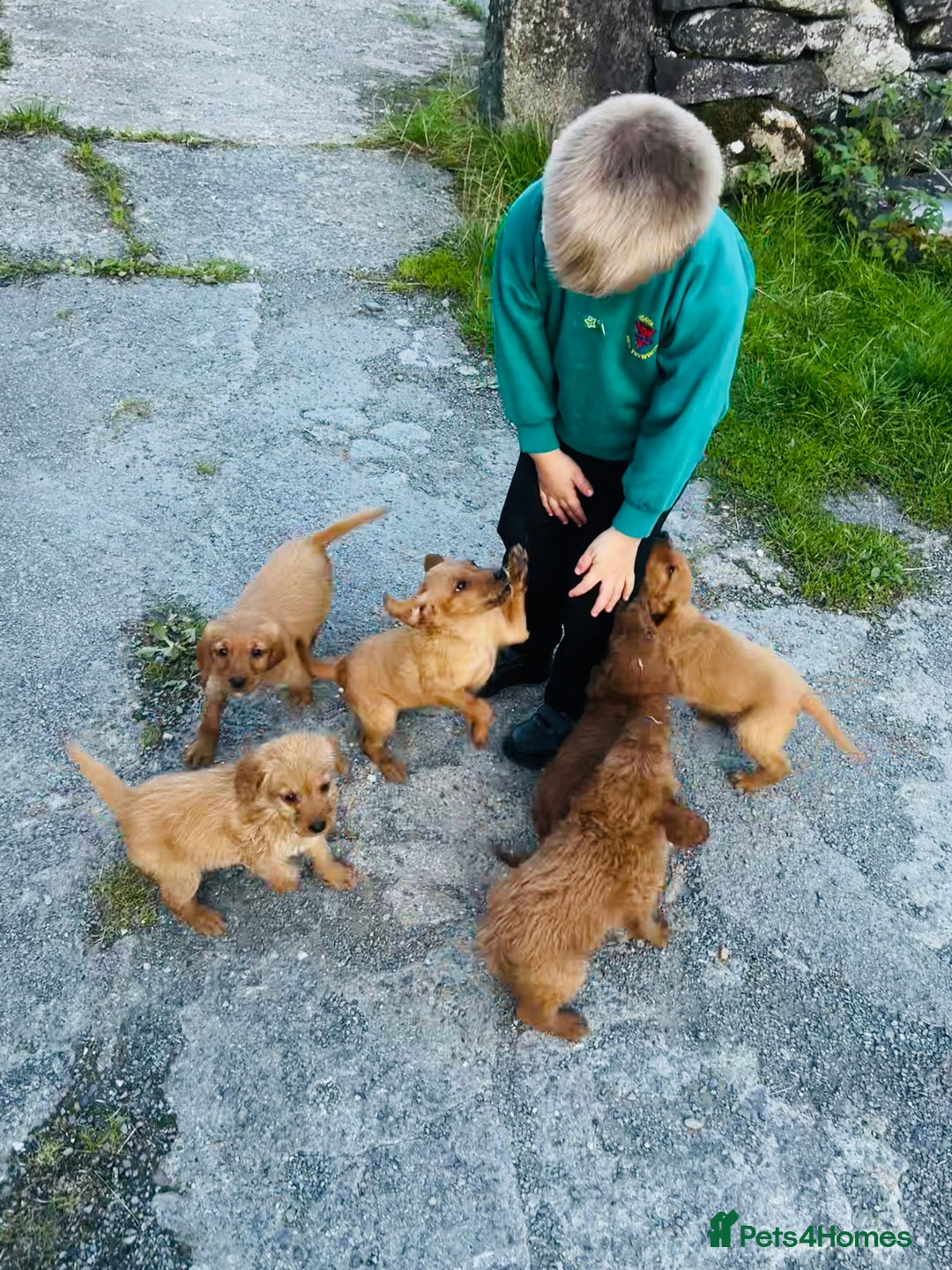 Labradoodle dogs for sale: Beautiful Labradoodle puppies for sale - Image 10