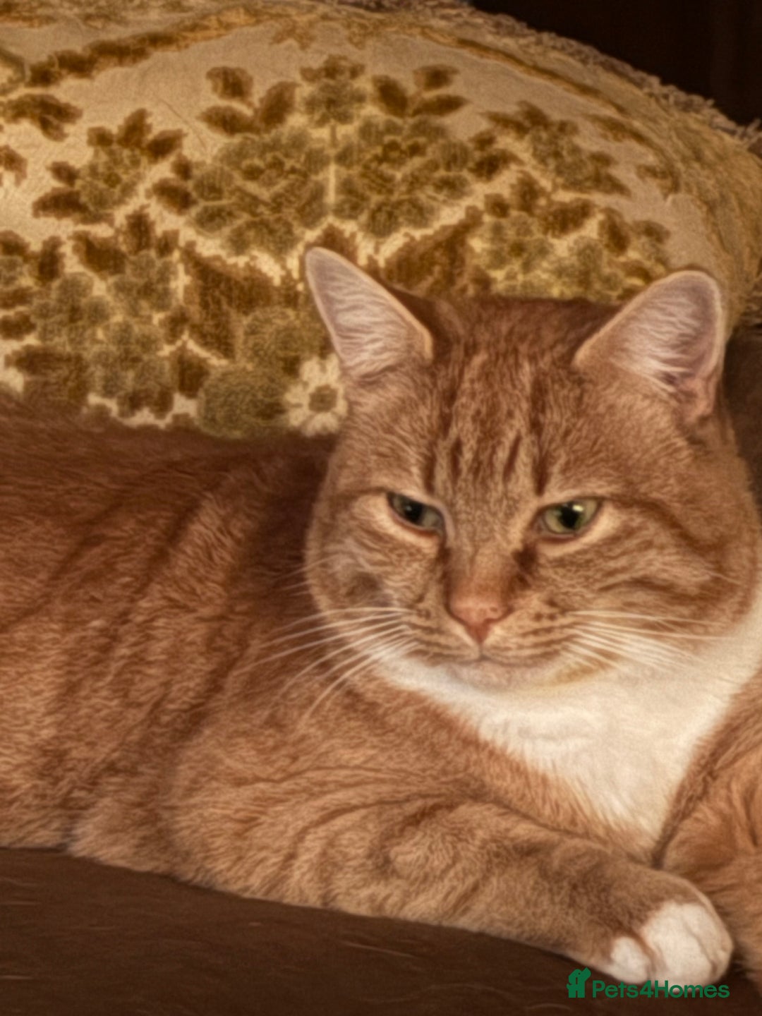 American Shorthair cats for sale: 4 year old boy for sale  - Advert 4