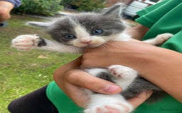 Ragdoll cats for sale: Ragdoll cross kittens  - Image 6