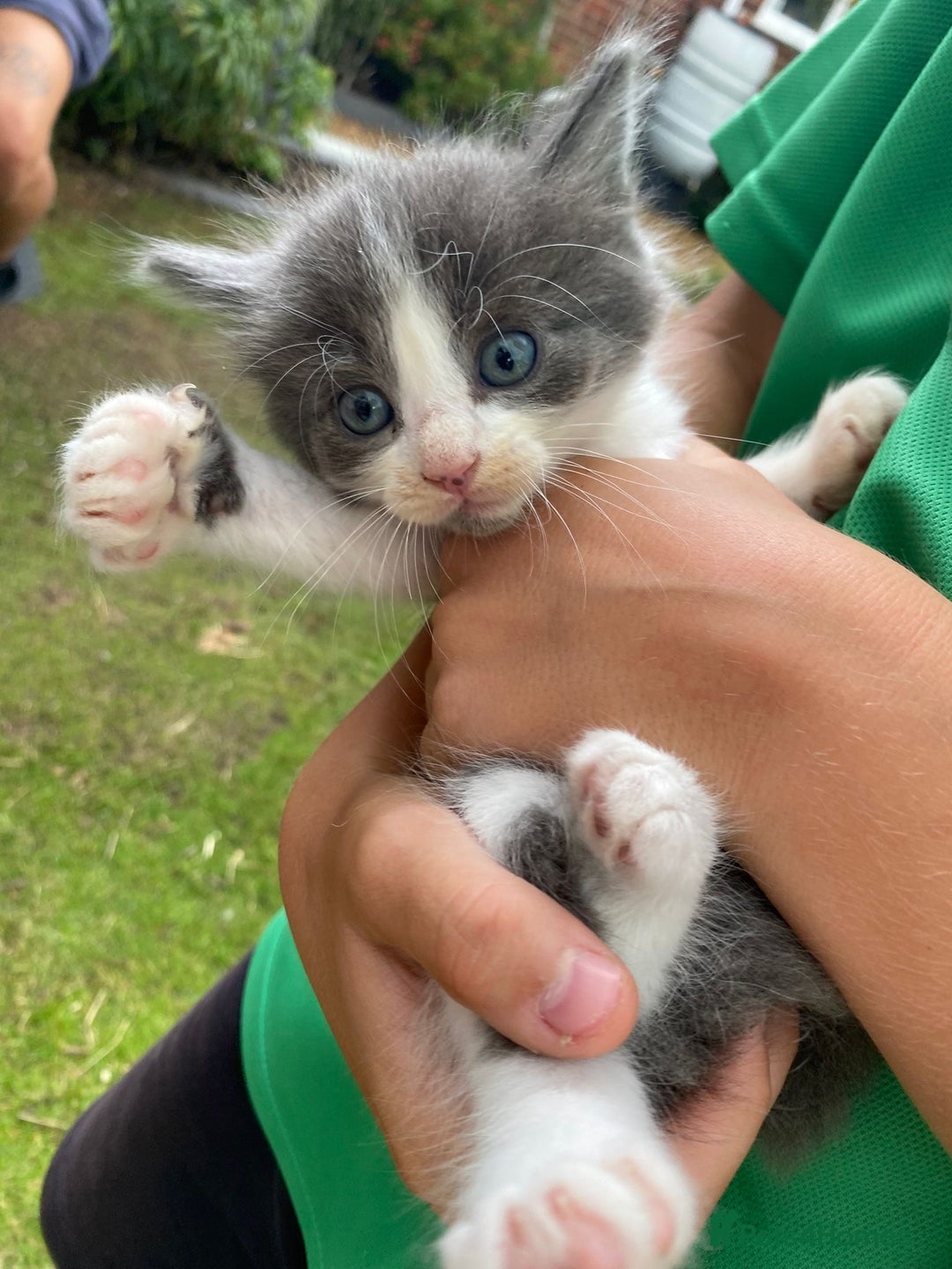Ragdoll cats for sale: Ragdoll cross kittens  - Image 6