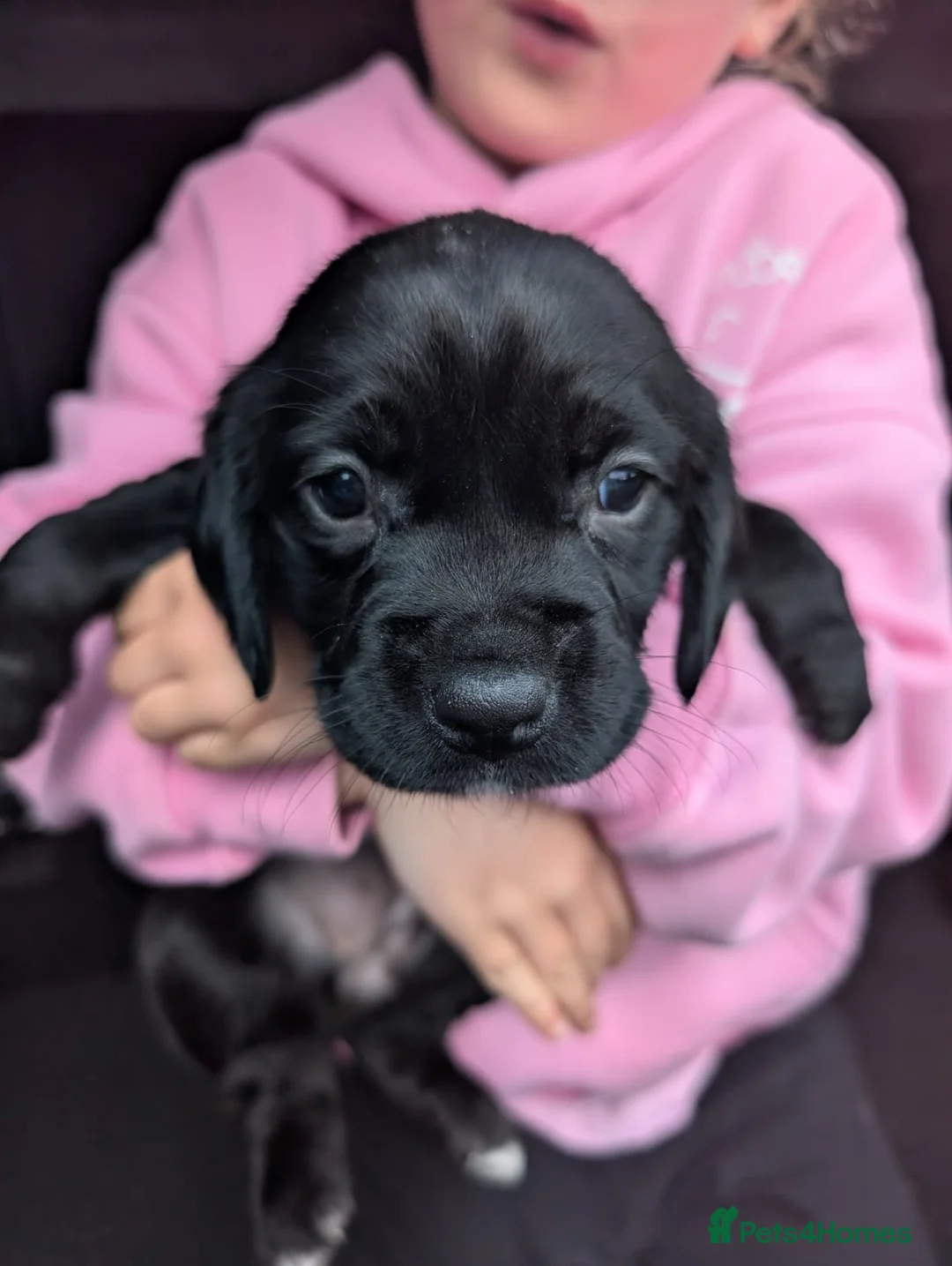 Mixed Breed dogs for sale: 3 spanador  puppies for sale - Advert 6