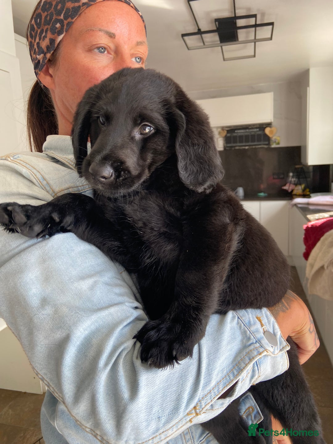 Labradoodle dogs for sale: F1 labradoodles  - Image 6