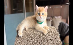 Scottish Fold cats for sale: TICA-Registered Scottish Straight/Fold Kittens  - Image 8