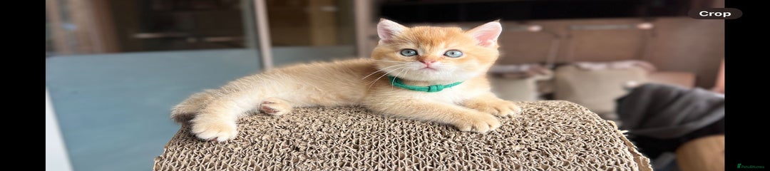 Scottish Straight Boy Kitten 
