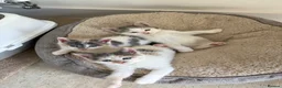 Domestic Shorthair cats for sale: 6 Short/Medium furred kittens  - Advert 3