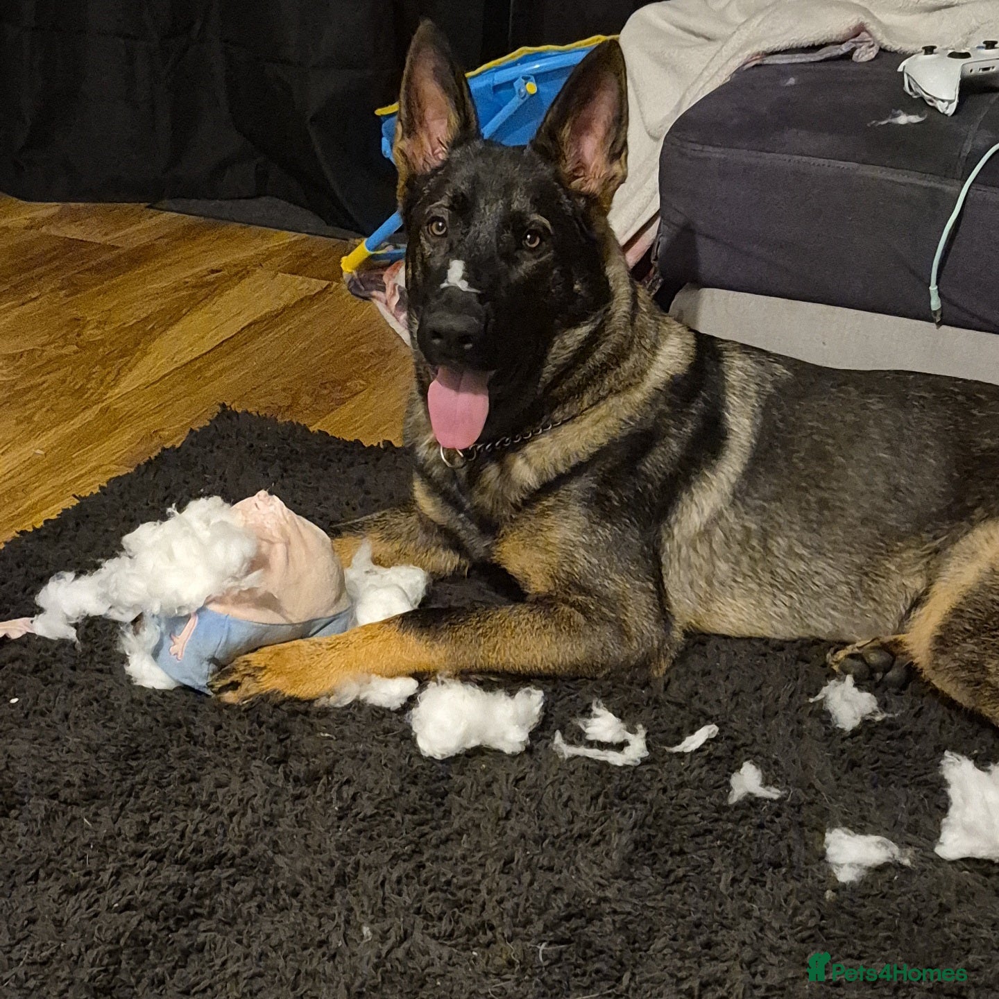 German Shepherd dogs 6 month german shepherd  - Advert 2