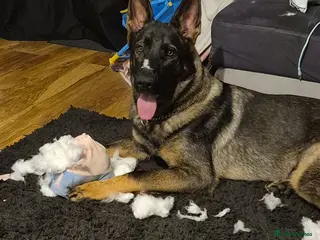 German Shepherd dogs 6 month german shepherd - Advert 2