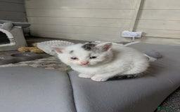 Mixed Breed cats for sale: 6 Adorable Kittens, Great Present! - Advert 12