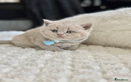 Scottish Fold cats for sale: Scottish fold - Image 14