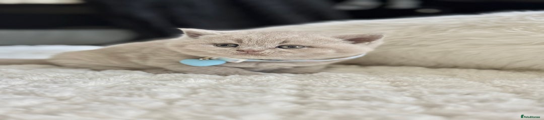 Scottish Fold Kitten 2