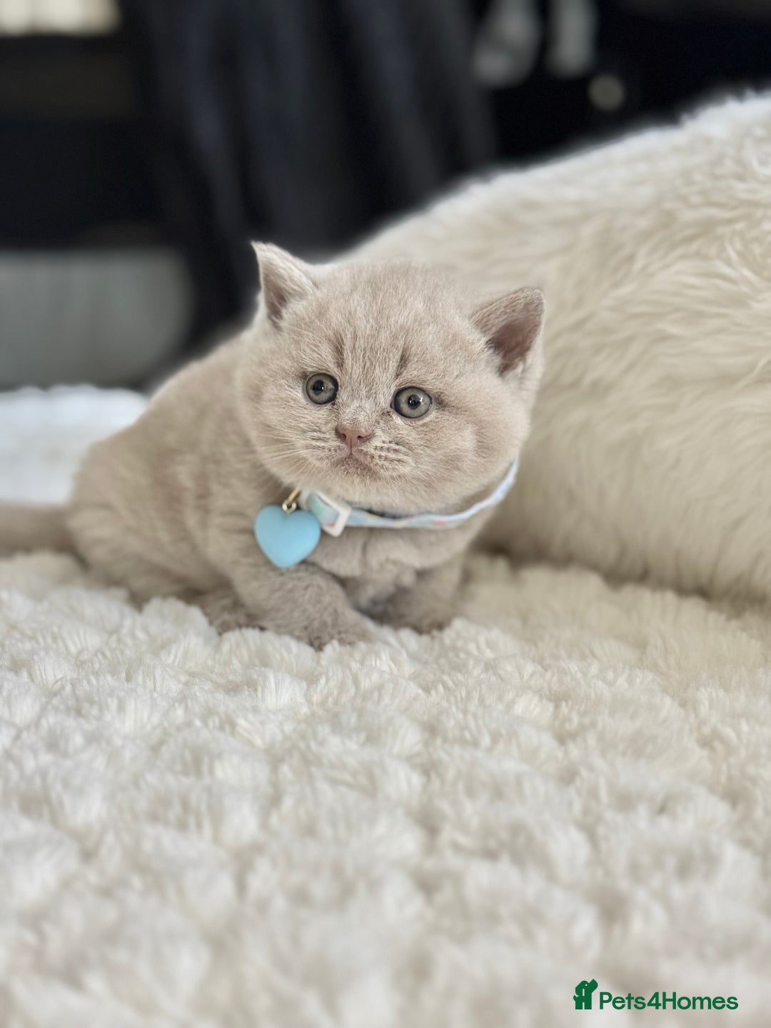 Scottish Fold cats for sale: Scottish fold - Image 14