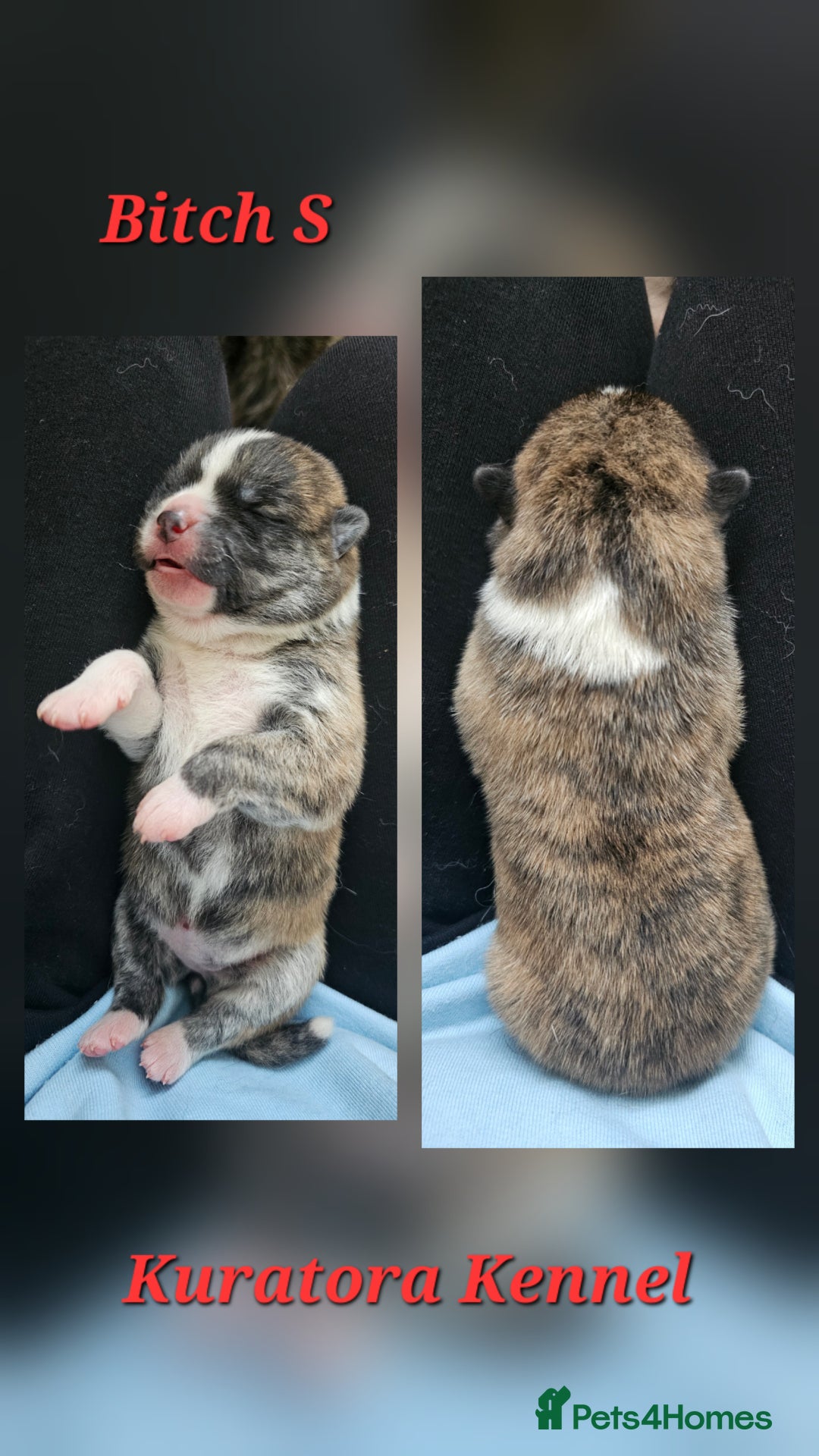 Japanese Akita Inu dogs for sale: Pure Breed Jepanese akita INU - Advert 8